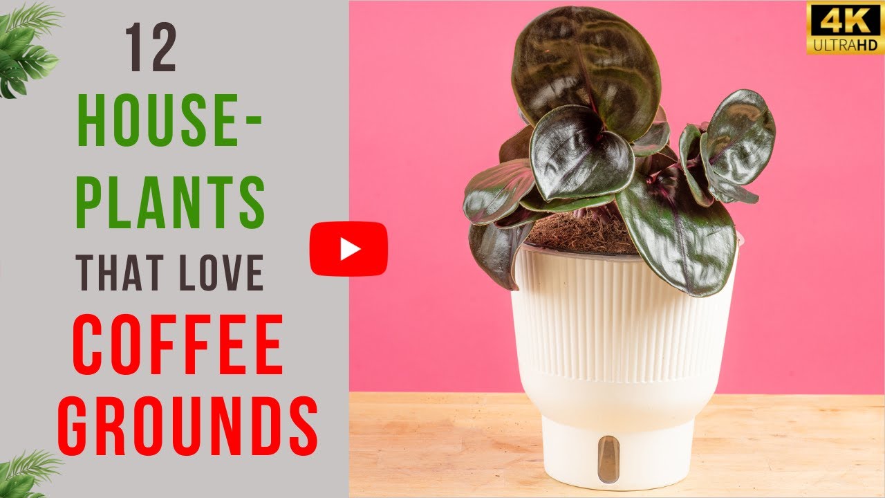 12 Houseplants That Love Coffee Grounds | Soil to Sow