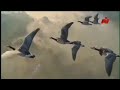 اذان الظهر من قناة نايل سينما 2014 اذان الظهر من قناة نايل سينما 2014