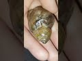 عرج سویحلی خاکی که در کشور آفریقا و مغرب زمین پنجاه سال یکبار هم پیدا نمیشه بسیار کمیاب و نادر