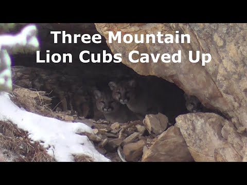 Very Rare To See Three Mountain Lion Cubs In A Cave And Exploring