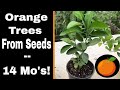 Growing Orange Trees From Seed - 14 Months!