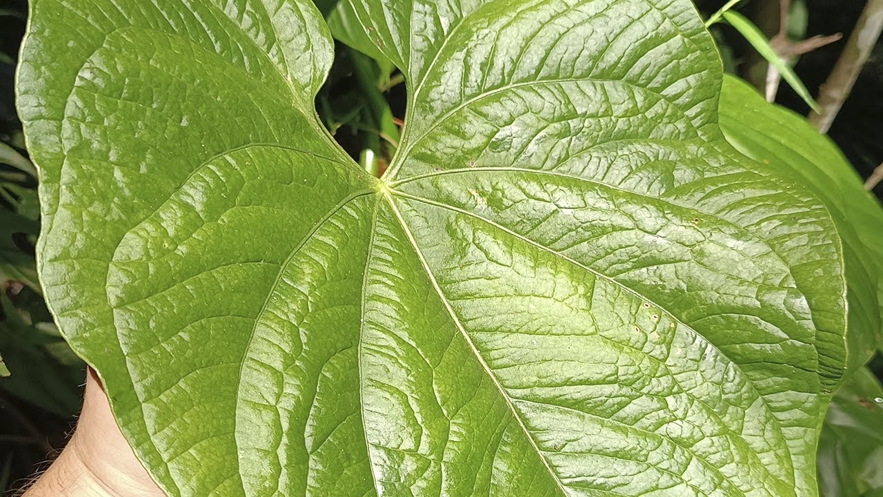 Auf der Suche nach Anthurium silvigaudens