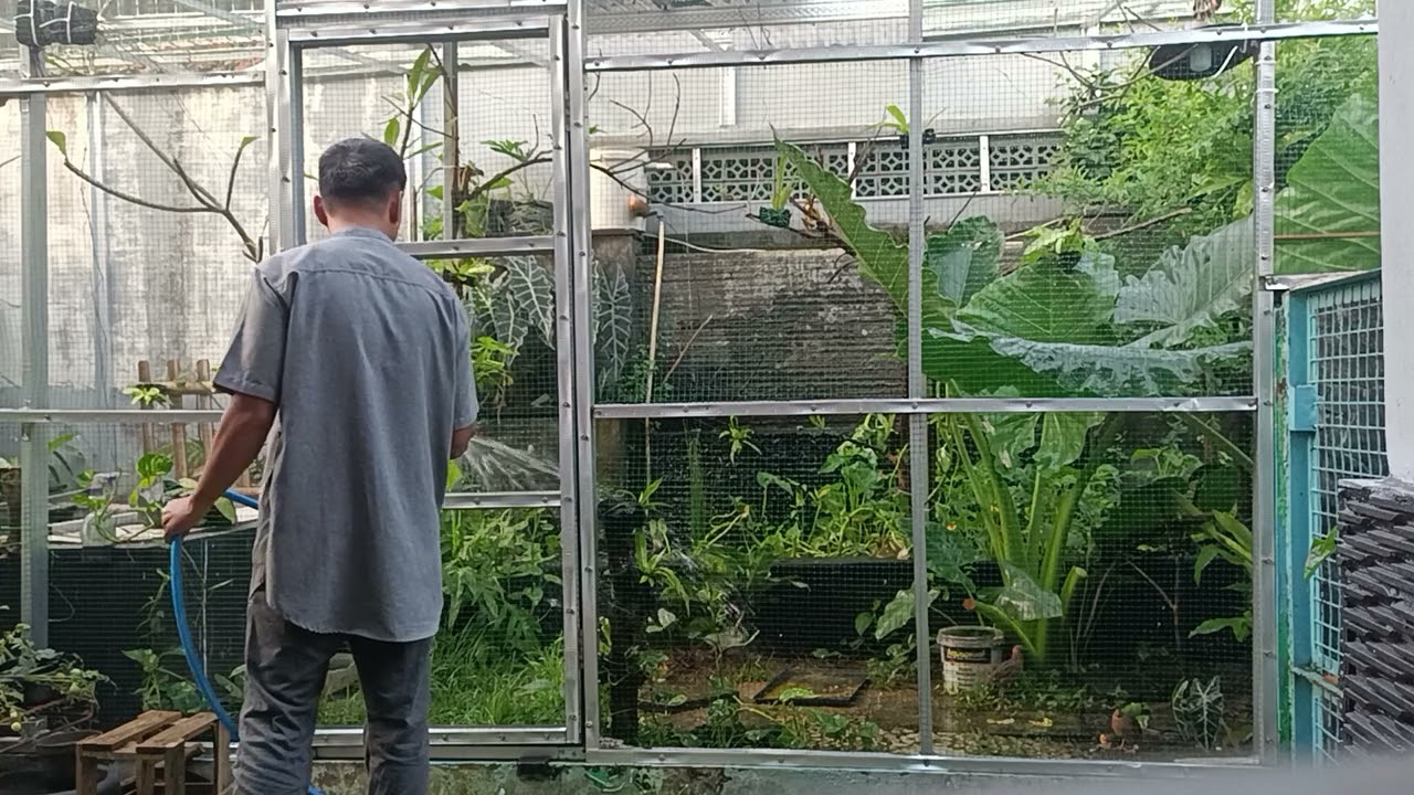 Siram Tanaman di Mini Aviary Pagi Hari #miniaviary #siramtanaman #fyp #jangkauanluas