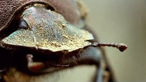 Flight of the Dung Beetle | Narrated by David Attenborough | Operation Dung Beetle | BBC Earth