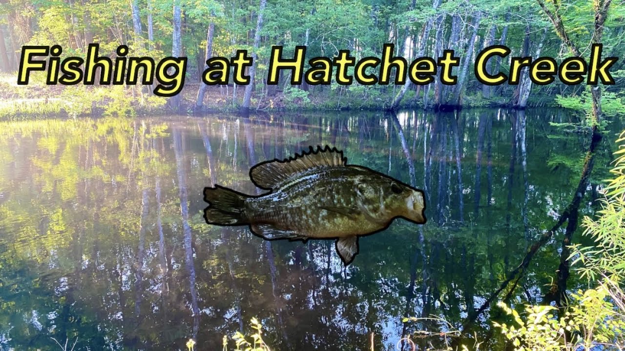 Hatchet Creek Creek Fishing near Gainesville, Florida YouTube