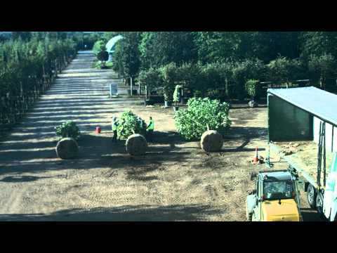 London Plane (trees) prepared for transport