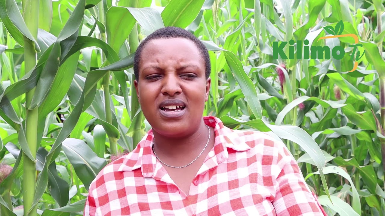 DORICE MUSHY , MSICHANA ALIYEACHA UALIMU NA KUHAMIA KWENYE KILIMO CHA PARACHICHI.