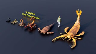 Scorpion size comparison | 3D Animation #animation #animals