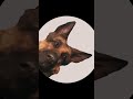 ||PEDRO DOGMEAT||#fallout #falloutedit #falloutshort #falloutshow
