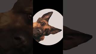 ||PEDRO DOGMEAT||#fallout #falloutedit #falloutshort #falloutshow