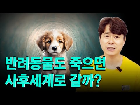 <strong>반려동물도</strong> 죽으면 사후세계로 갈까?