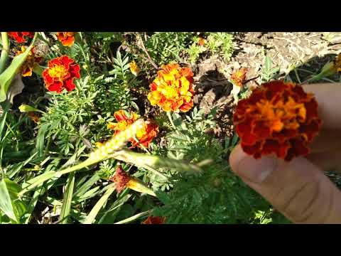 Vídeo: Tagetes: crescendo a partir de sementes