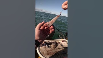 STOP Using the WRONG Bait for Snapper!