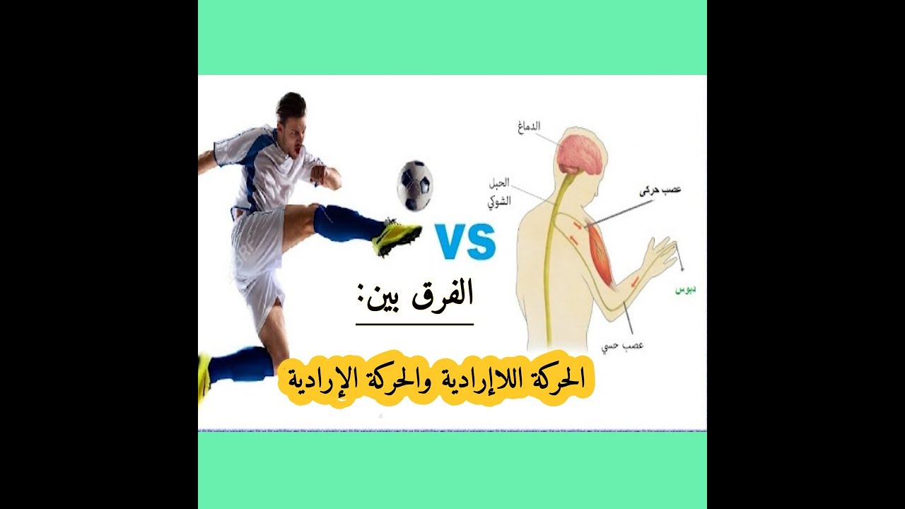 الفرق بين الحركة الإرادية والحركة اللاإرادية رابعة متوسط