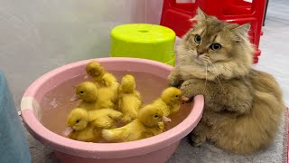 The cat carried the little duck into the swimming pool!funny cute!Cats also want to learn to swim