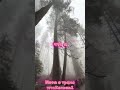 чуть пикми сделал #youtubeshorts #меланхолик #музыка #смех #юмор #рэп #бойцовскийклуб #фильм