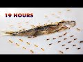 Ants vs Fish 🐟 Timelapse