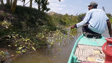 Tân vlog đi chích cá lóc vô mánh gặp cá bự  😂 phần 1