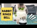 Rabbit Rings Bell For Food