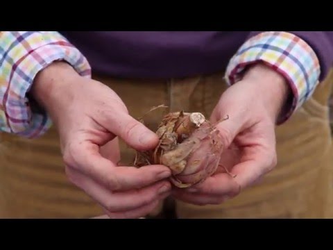 Vidéo: Propagation des lys vaudous : Apprenez à propager une plante de lys vaudou