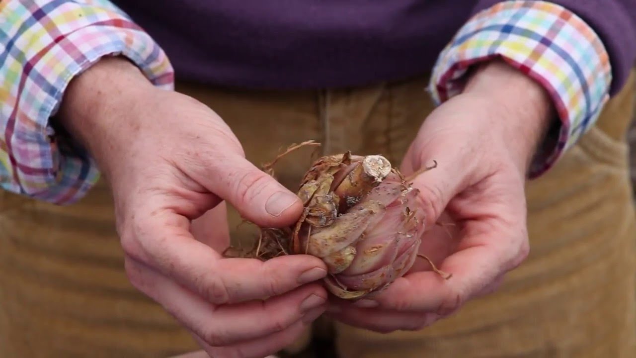 Faire des boutures de lis