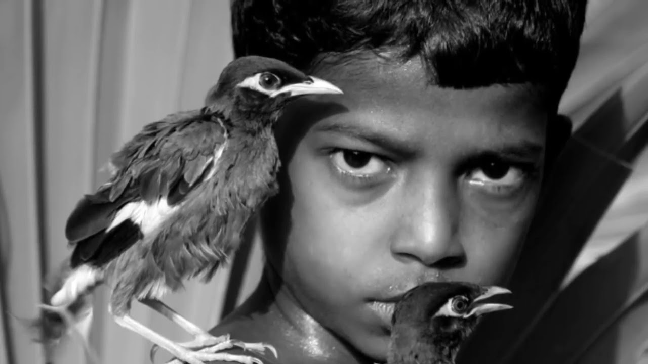 Мальчик и птица сколько. Мальчик и птица. Мальчик птица Маугли. Мальчик птица Суджит. Фото мальчика и птицы.
