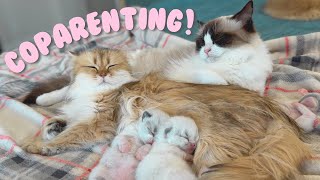 Download lagu Cat Shares Her Kittens With Mama Cat That Lost Hers