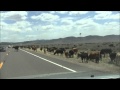 Cattle Drive