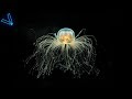 The Strange But Incredible Immortal Jellyfish