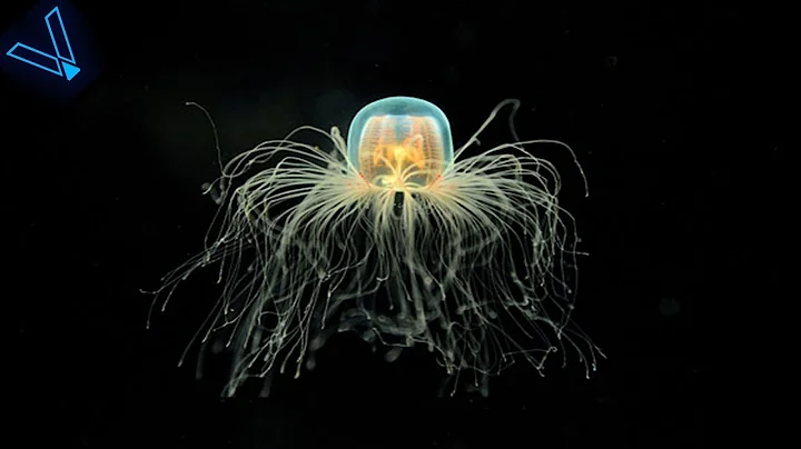 The Strange But Incredible Immortal Jellyfish - DayDayNews