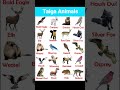Taiga Animals 🐻🦊🦅 You’ve Never Seen Before! #taigaworld