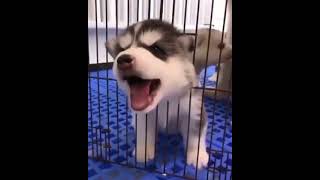 Little pups are so cute🤗🥰 | Husky dogs best compliation 2021 # viral