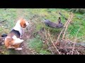 Caceria de Conejos en Quirihue Chile | Galgo vs Conejo