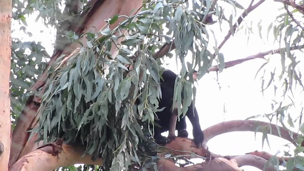 Likely Day-Nest Building Behavior by a Captive Sun Bear (Oakland Zoo)