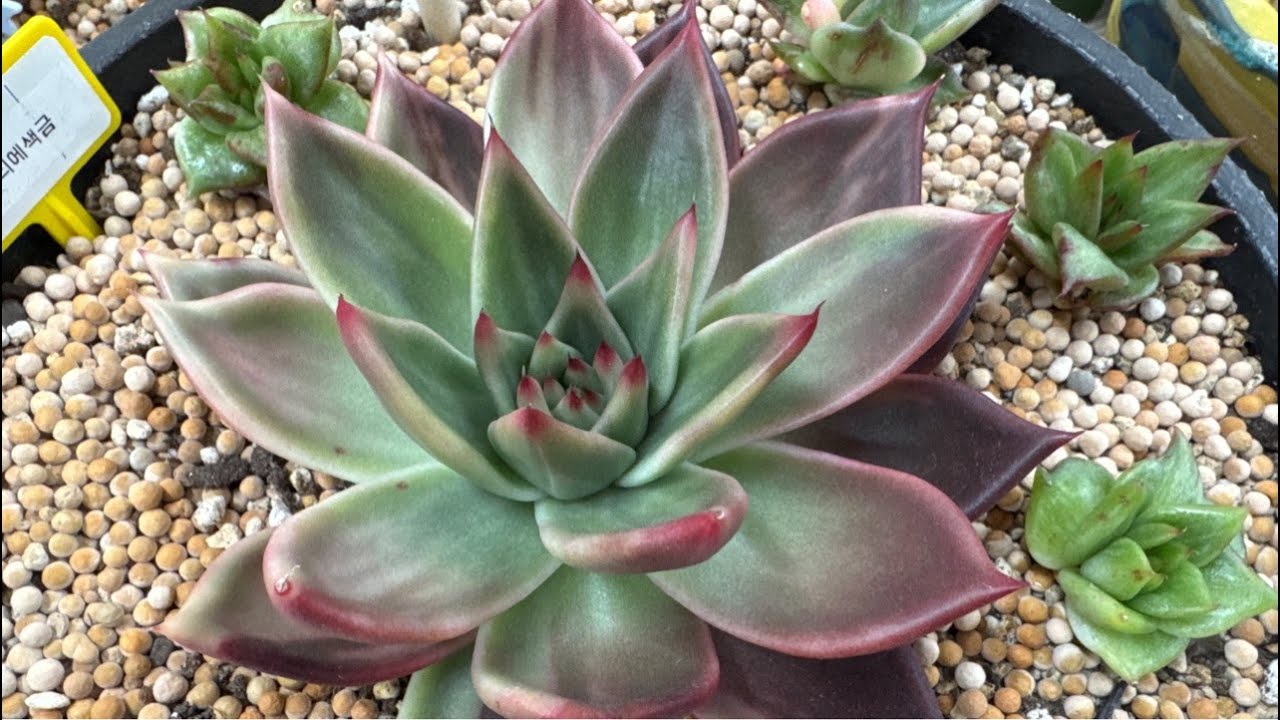 소정다육 A동공개 신품종 #창금 #다육이라이브 금다육 대방출