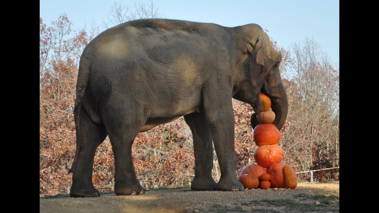 The Elephant Sanctuary | The Great Pumpkin Drop