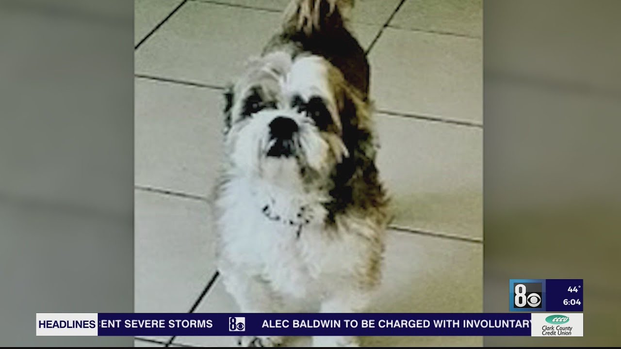 Digging Deeper Pet Boarding regulations after Henderson dog dies in