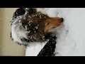 Kaylee VS Snow - CUTEST sheltie!