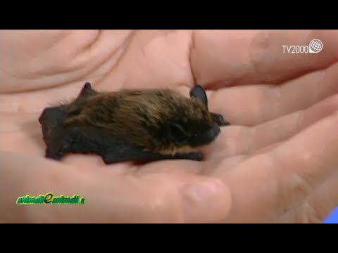 AnimalieAnimali.it - "Zanzare, rimedi e pipistrelli" - 12 giugno 2015