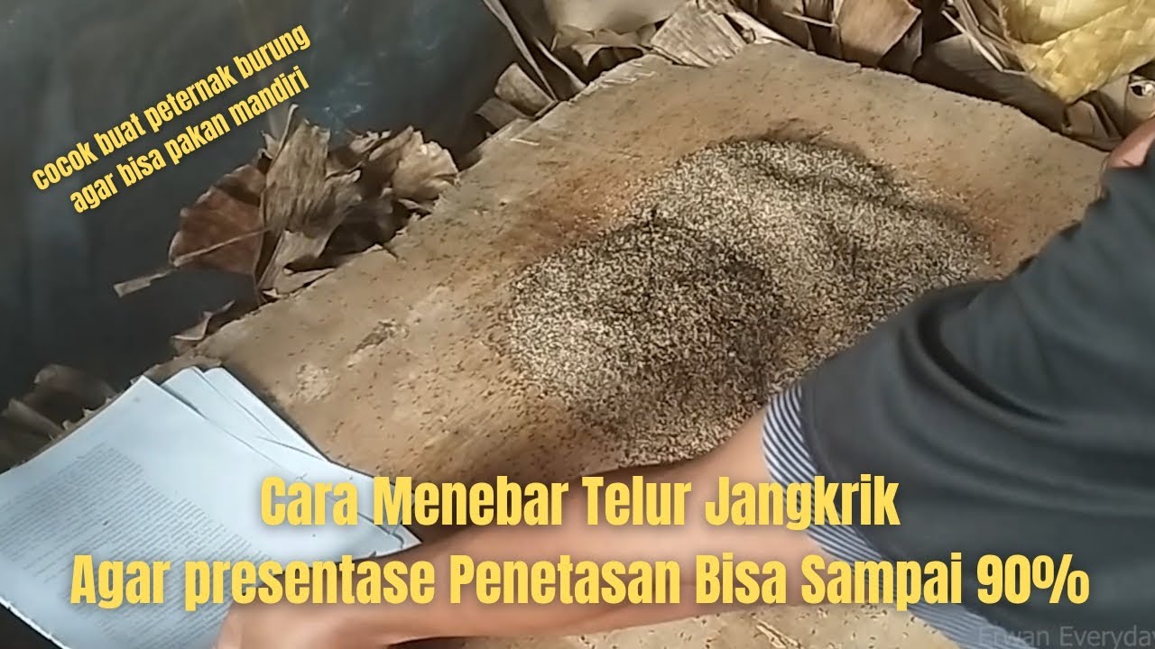Cara menebar telur jangkrik agar presentase menetasnya 90% Wajib Tonton
