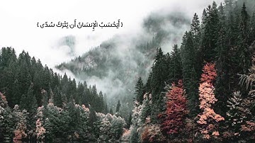 تلاوة هادئة - محمد صلاح نافع.