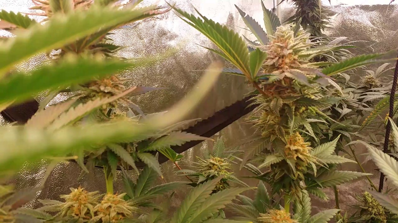 T5/cannabis grow almost ready