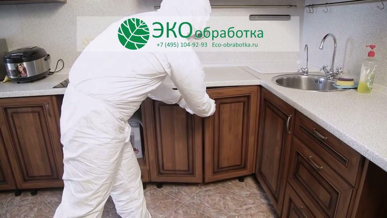 Дезинфекция тараканов холодным туманом - YouTube