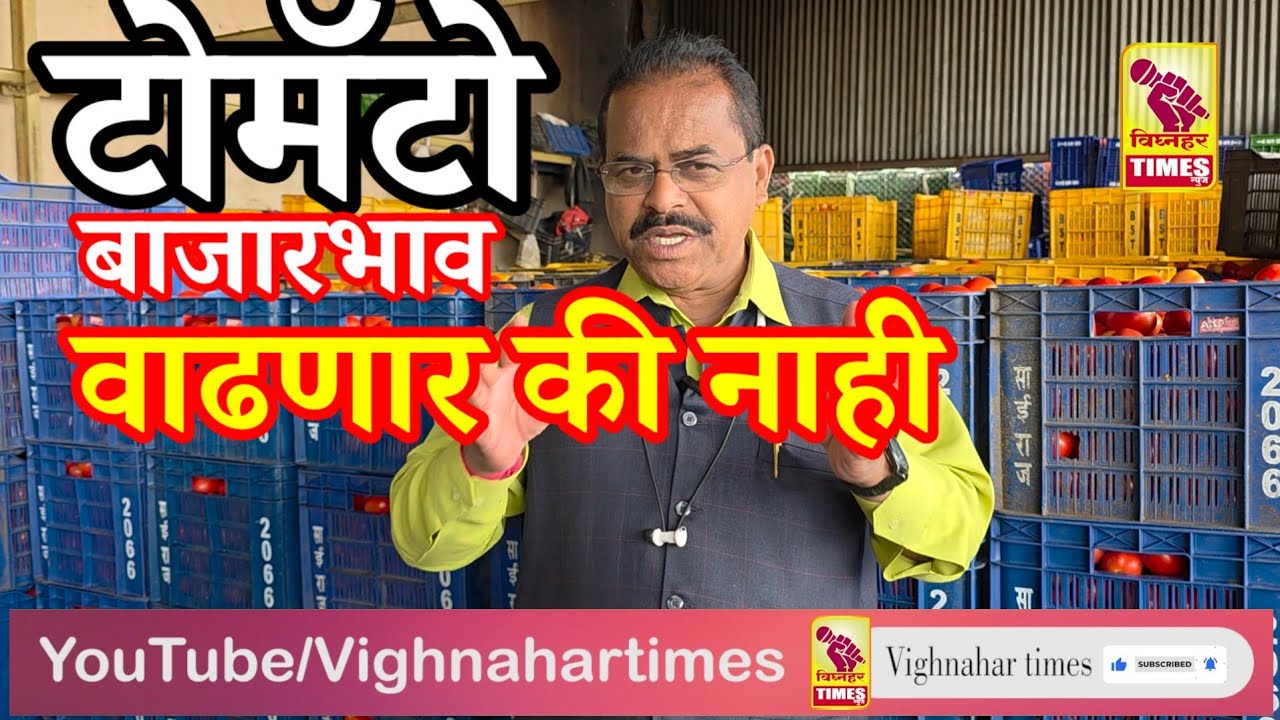 टोमॅटोचे बाजारभाव वाढणार का? काय म्हणतात व्यापारी? पावसाने टोमॅटोच्या बागा उध्वस्त?