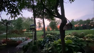 Download Lagu Just a fun Little Walk Through the Garden as it Gets Dark! The Spider 🕷 Makes an Appearance! MP3 Download Lagu Just a fun Little Walk Through the Garden as it Gets Dark! The Spider 🕷 Makes an Appearance! MP3