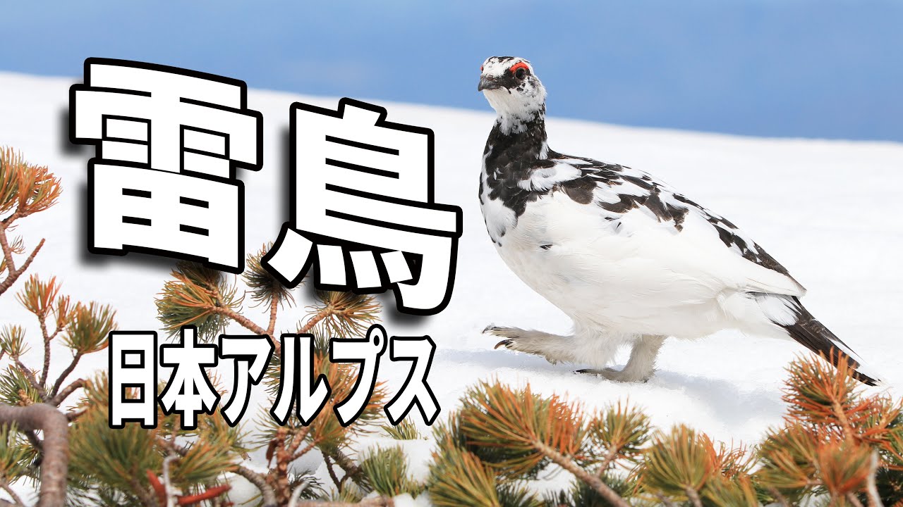 絶滅危惧種 雷鳥 登山で出会った貴重なニホンライチョウ動画 特集 4k Youtube