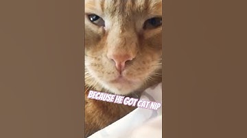 HE GOT A BAG OF CATNIP 🌲 🫢 #becauseigothigh l#funny#afroman#hilarious#catshort#funnykitty