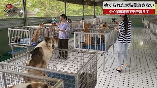 【速報】捨てられた犬猫見放さない   タイ保護施設で千匹暮らす