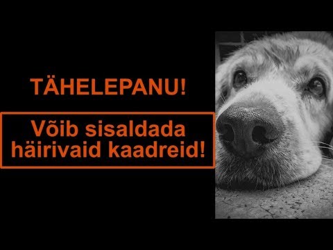 Video: See insane koerakohtade töönimekiri teeb internetis esilekerkimise