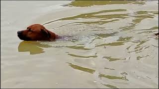 Rhodesian Ridgeback Swimming by dauntless 886 views 1 year ago 22 seconds